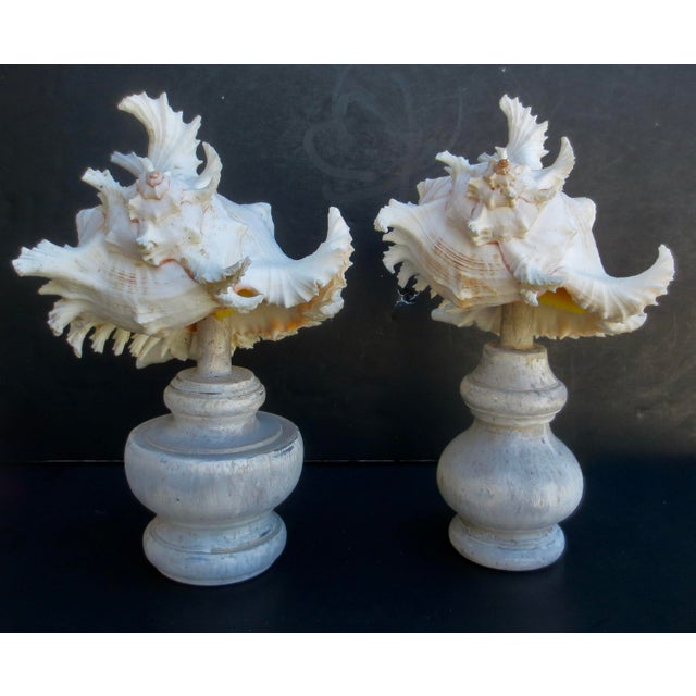 Pair of White Murex Ramosus SeaShells Mounted - A Pair of 2 For Sale - Image 10 of 11