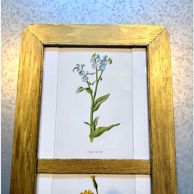 Wood Antique Victorian Authentic Botanicals | Two Floral Prints in a Gilt Frame | F. Edward Hulmes For Sale - Image 7 of 9