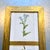 Wood Antique Victorian Authentic Botanicals | Two Floral Prints in a Gilt Frame | F. Edward Hulmes For Sale - Image 7 of 9