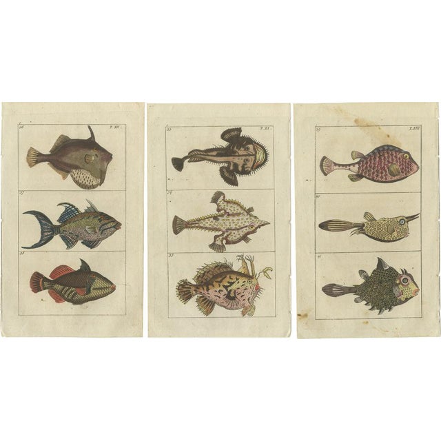 Fish Prints, 1832, Paper, Set of 3 For Sale