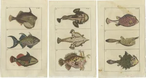 Fish Prints, 1832, Paper, Set of 3