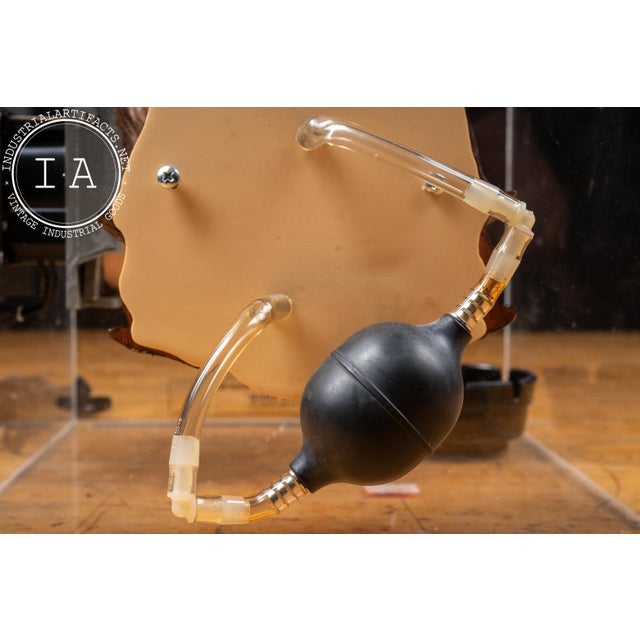 Late 20th Century Health Edco Innocent Smoker Educational Demonstration Model For Sale - Image 9 of 18