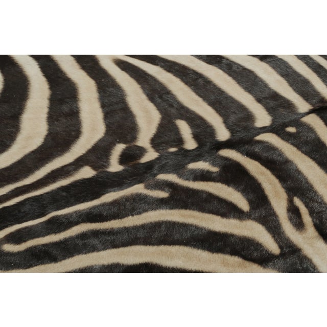 Black Rug & Kilim’s Contemporary Burchell Zebra Hide With Classic Black Stripes For Sale - Image 8 of 9