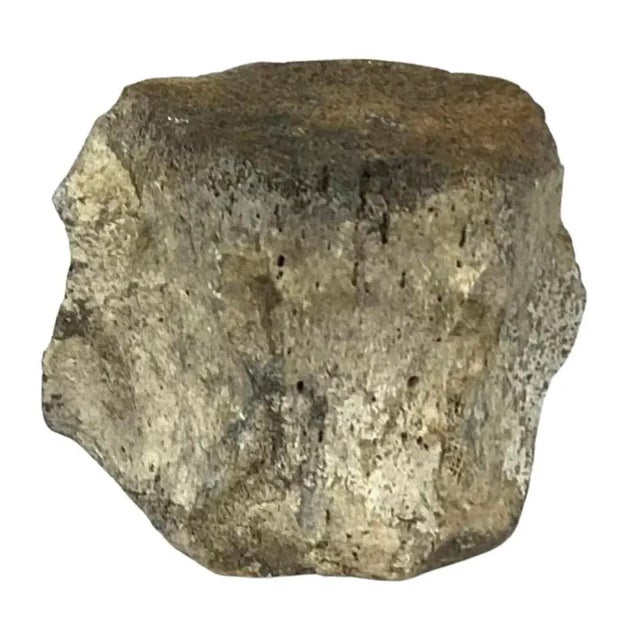 Antique Fossilized Whale Vertebrae #7 For Sale - Image 9 of 9