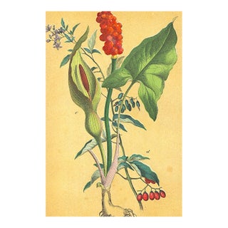 1860's French Antique Botanical Chromolithograph-Arum Lily-Documentation, Matted For Sale