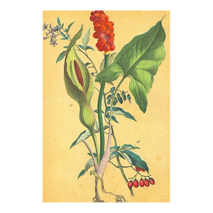 1860's French Antique Botanical Chromolithograph-Arum Lily-Documentation, Matted