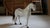 Large Antique Swedish Horse in Carved Wood with White Paint, 1890s For Sale - Image 9 of 11