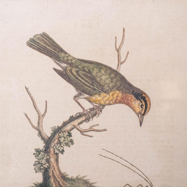 English 1940s Antique Framed George Edwards Original Hand Colored Etching 1758 For Sale - Image 3 of 7