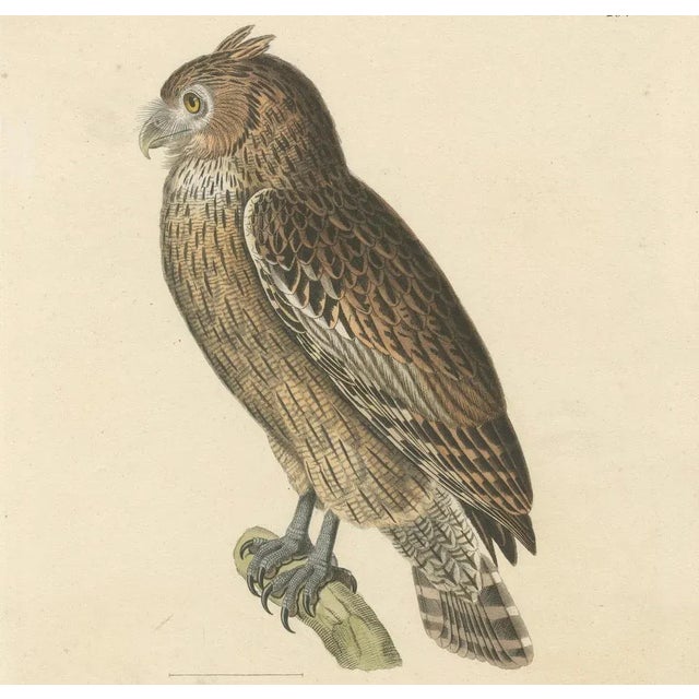 Mid 19th Century Leschenaults Owl, 1838, Paper For Sale - Image 5 of 6