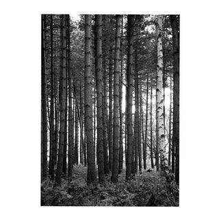 Paul Cooklin, Woodland, Edition of 50 For Sale