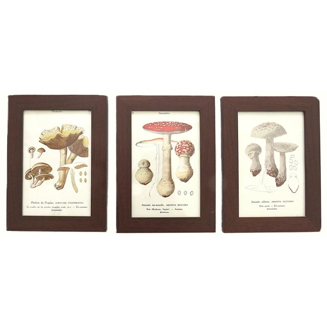 FREE SHIPPING ANYWHERE IN THE CONTINENTAL US! This is a set of 6 vintage mushroom offset lithograph prints from the book...