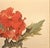 Paper 1940 Set of 2 French Mid-Century Arlette Davids Botanicals-Scarlet Mallow (Hibiscus) For Sale - Image 7 of 7