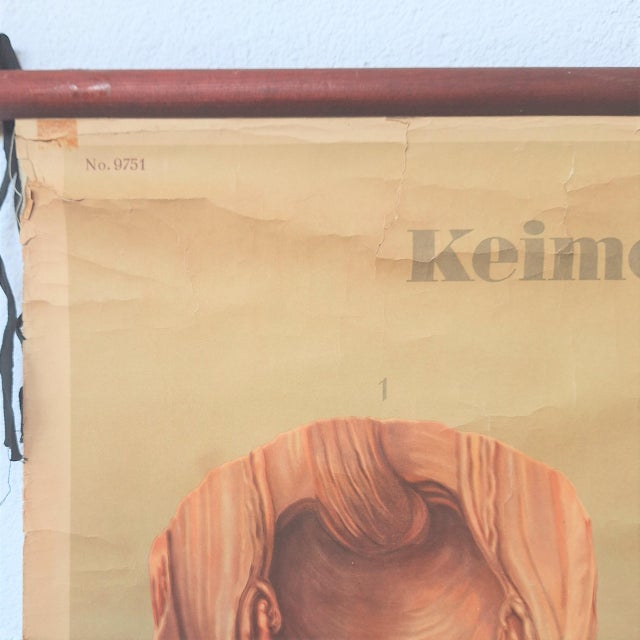 Training Poster of Germ Development, 1940 For Sale - Image 6 of 7