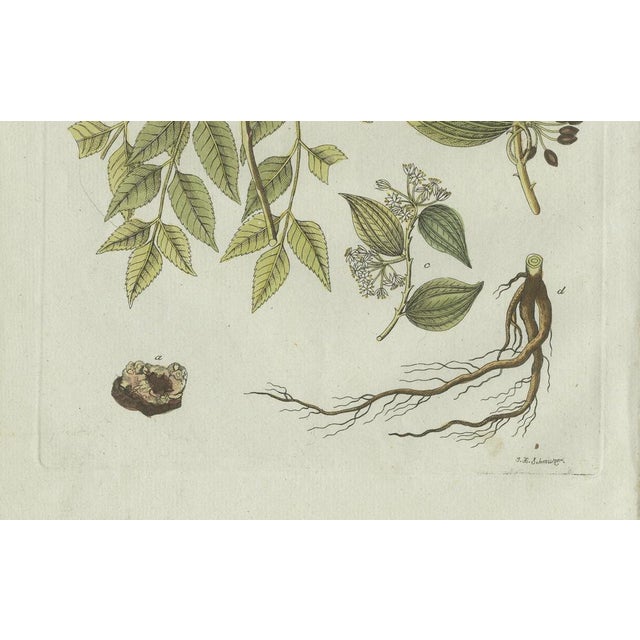 Bertuch, Licorice and Carob, 1805, Engraving For Sale - Image 11 of 12