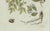 Bertuch, Licorice and Carob, 1805, Engraving For Sale - Image 11 of 12