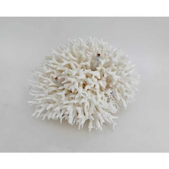 Natural Birdsnest Coral Specimen Coastal Decor For Sale - Image 4 of 6