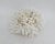 Natural Birdsnest Coral Specimen Coastal Decor For Sale - Image 4 of 6