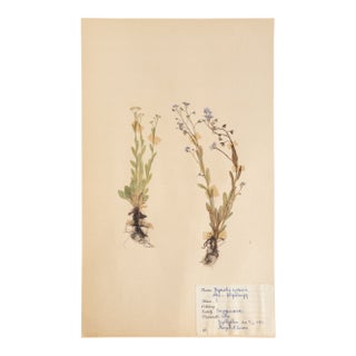 Vintage Swedish Herbarium - Forget Me Not, Circa 1953 For Sale
