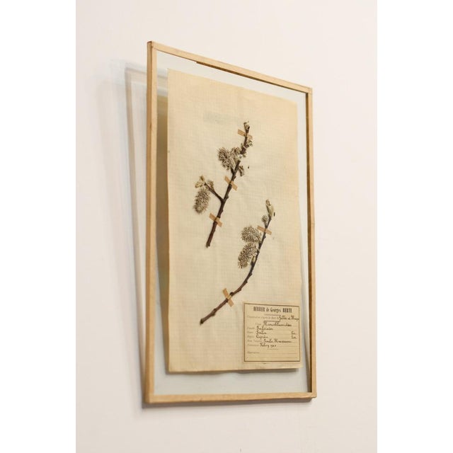 Lot 90 Herbarium Boards Vintage Plant and Flower Decoration by George Bert, France 1940', 1940, Grass For Sale - Image 3 of 18