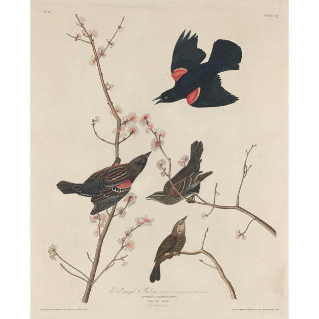 Vintage Reproductions of 1966 John James Audubon Prints— Sparrow, Warbler, Woodpecker, Starling, Swallow and Catcher - Collection of 4 For Sale - Image 9 of 9
