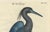 Title: Der Blaue Reiher - Hand-Colored Engraving of the Blue Heron by Johann Michael Seligmann, 18th Century This...