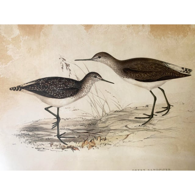 Antique Gould, Joseph Wolf, h.c. Richter Hand Colored Original Sandpiper Lithograph Artwork For Sale - Image 4 of 6