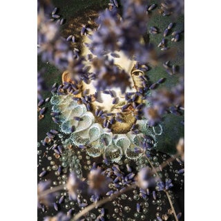 "Mysterious" Contemporary Dada Style Limited Edition Photograph by Zeren Badar For Sale