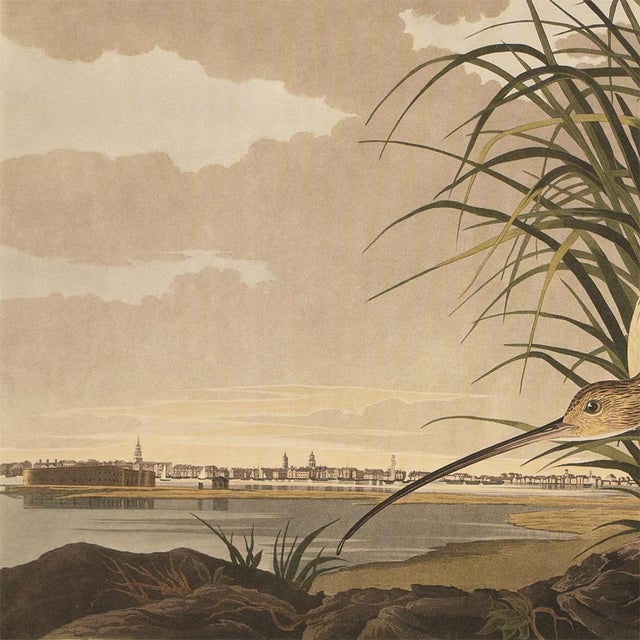 Printmaking Materials 1990s Long-Billed Curlew After Audubon, Large Cottage Style Print For Sale - Image 7 of 12