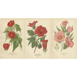 Edward Step, Horticultural Art, 1896, Paper, Set of 3 For Sale