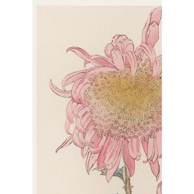 Discover a beautifully restored vintage Japanese botanical art print featuring a soft blush pink chrysanthemum by Keika...