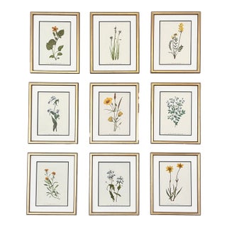 Vintage Botanical Set of 9 Framed - Authentic 1975 Wild Flower Prints For Sale