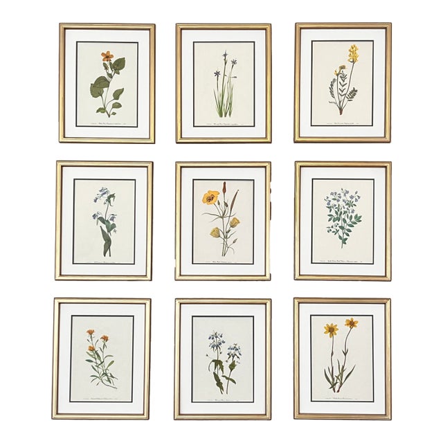 Vintage Botanical Set of 9 Framed - Authentic 1975 Wild Flower Prints For Sale