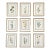 Vintage Botanical Set of 9 Framed - Authentic 1975 Wild Flower Prints For Sale