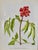 Set of 12 Vintage Botanical Prints Unframed For Sale - Image 11 of 14