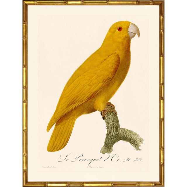 A stunning pair of yellow-headed amazon's from Histoire Naturelle des Perroquets by François Nicolas Barraband, the most...