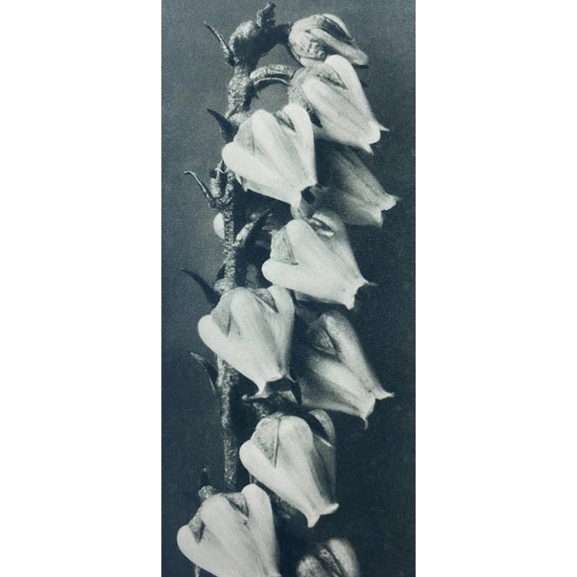 Antique Botanical Blossfeldt Print - No. 109 For Sale - Image 4 of 6