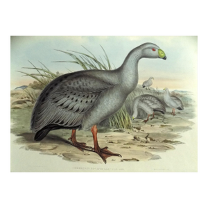 Cape Barren Goose Original Print by John Gould Print, 1840
