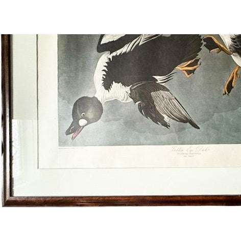 Large Framed John James Audubon Golden-Eyed Duck Primordial Folio Print For Sale - Image 11 of 14