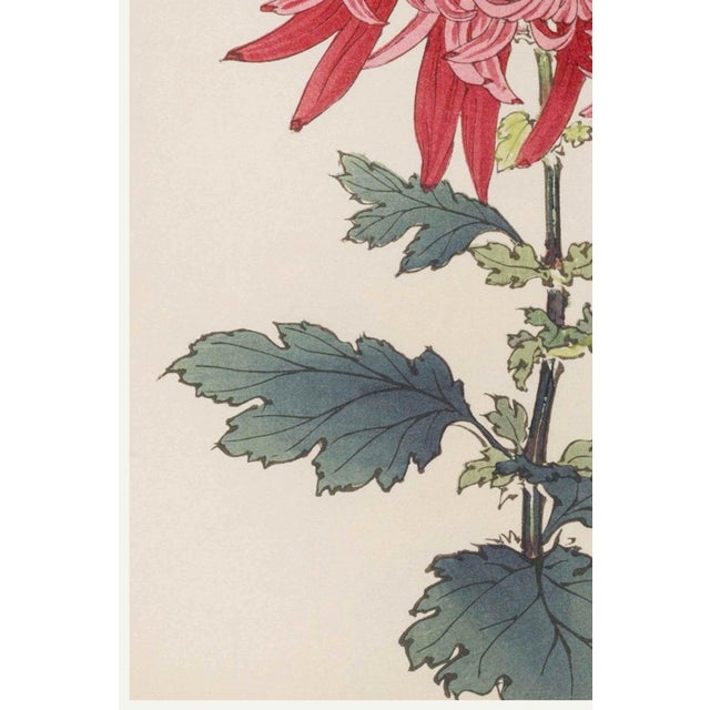 Pink Chrysanthemum by Hasegawa, Vintage Japanese Botanical Art Print, 20" X 30" For Sale - Image 4 of 9