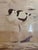 Original 1983–84 exhibition poster for Lars Jonsson at the Naturhistoriska riksmuseet, Stockholm. Watercolor study of a...