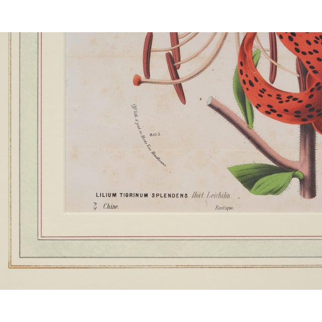 Set of Nine Botanical Lithograph Prints After Louis Van Houtte For Sale - Image 13 of 18