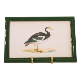 Antique Hand Colored Goose Engraving (C. 1865) | in Contemporary Green Lacquer Frame For Sale