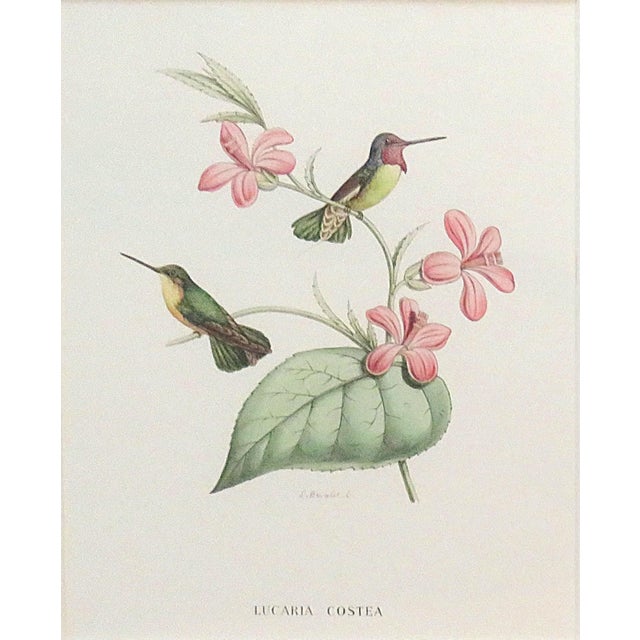 Set of 6 French Hummingbird Prints by Louis Bevalet Framed For Sale In Providence - Image 6 of 8
