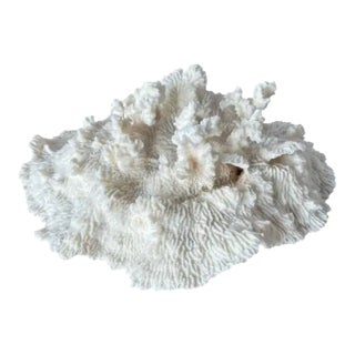 Natural White Coral Reef Specimen #7 For Sale