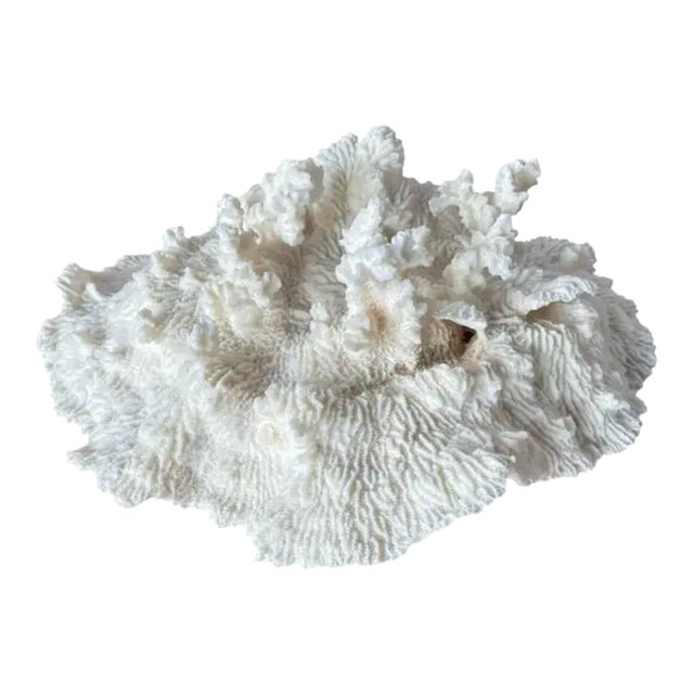 Natural White Coral Reef Specimen #7 For Sale
