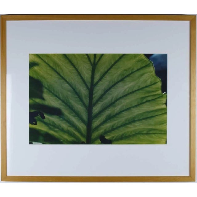 Evelyn Lauder limited edition photograph. Titled: Luminous Leaf. Depicts a close up picture of a semi translucent leaf...