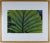 Evelyn Lauder limited edition photograph. Titled: Luminous Leaf. Depicts a close up picture of a semi translucent leaf...