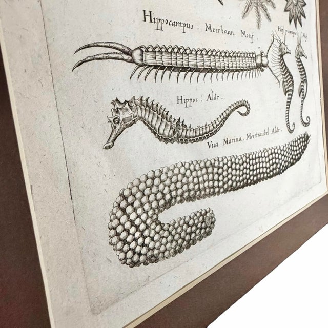 c.1698 Antique Marine Natural History Engraving | Starfish & Seahorses | Archivally Matted 11x14 For Sale - Image 4 of 9