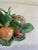 Green Vintage Italian Capodimonte Porcelain Harvest Fruit Taper Candle Holder For Sale - Image 8 of 11