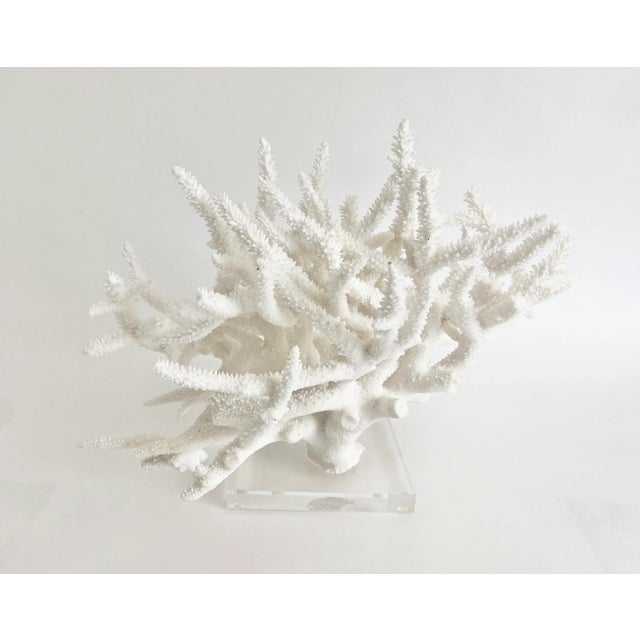 Extraordinary Natural Staghorn Coral Specimen on Acrylic Base For Sale In Los Angeles - Image 6 of 7